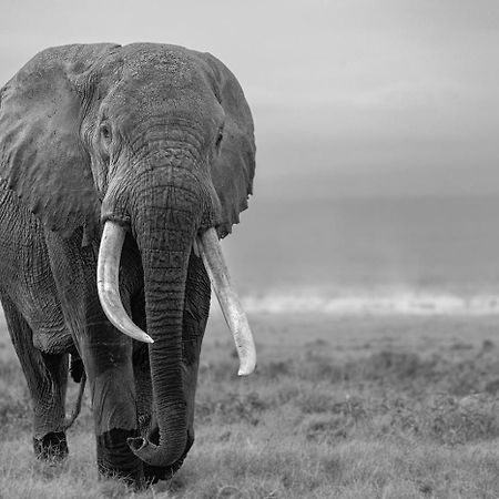 Ol Tukai Lodge Amboseli Exterior foto