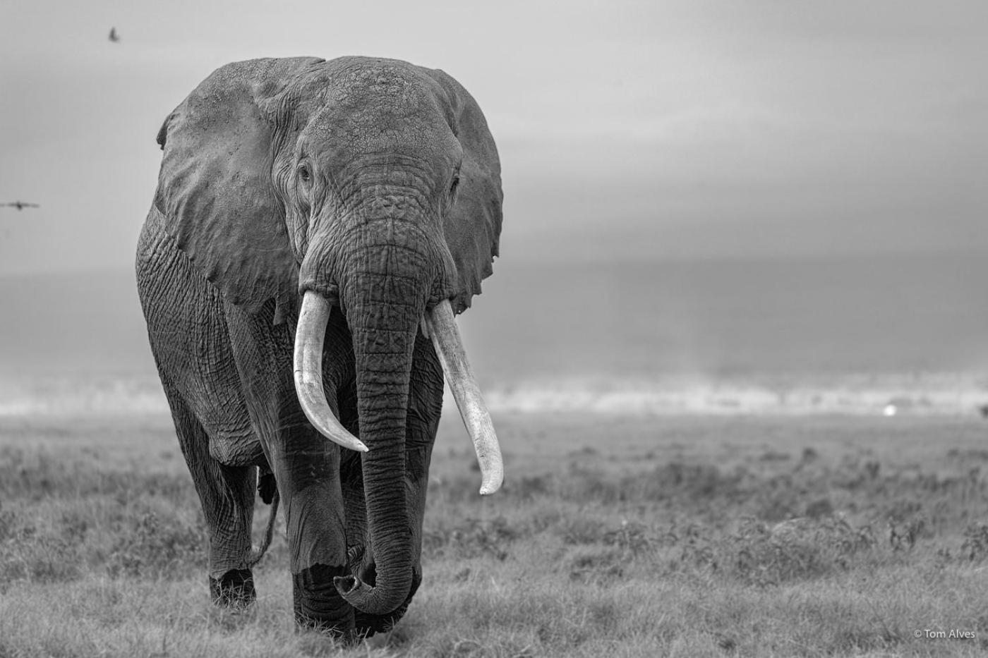 Ol Tukai Lodge Amboseli Exterior foto